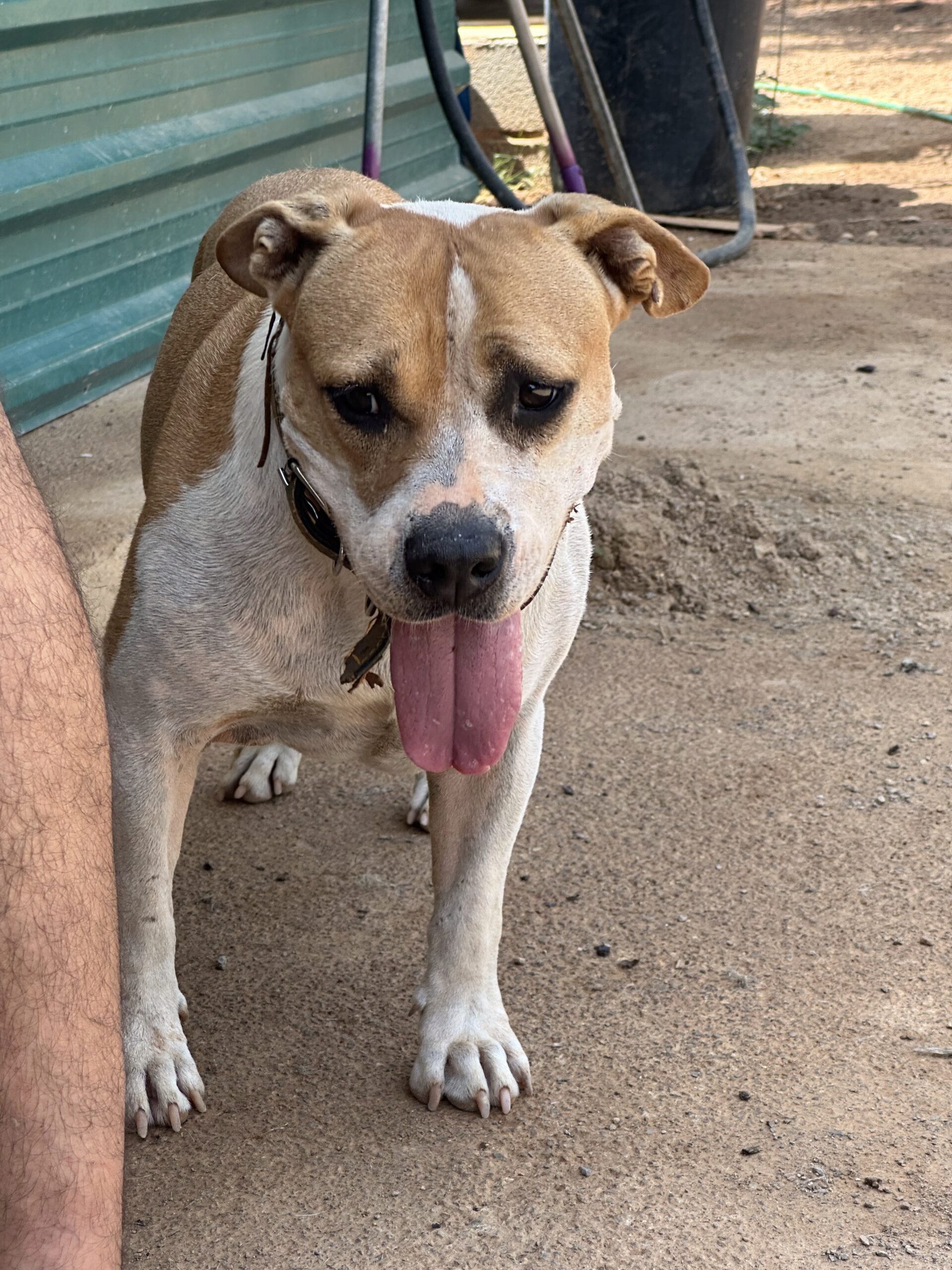 ingland adoptar perro